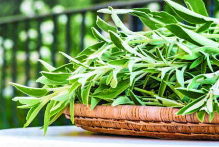 Fresh cut flowering plant sage outside on kitchen table in summer garden. Floral background.